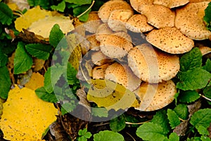 Group of Shaggy Scalycap mushrooms Pholiota squarrosa is a species of fungus in the Strophariaceae family on the forest
