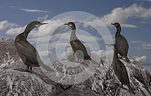 A group of Shags