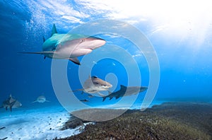 Group of sharks in crastal clean water.