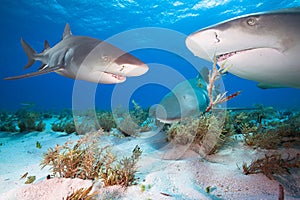 Group of sharks over white sand.