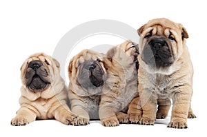 Group of sharpei puppy dog