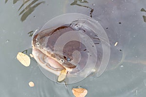 Group of Catfish in Thailand