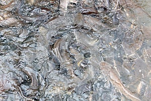 Group of Catfish in Thailand