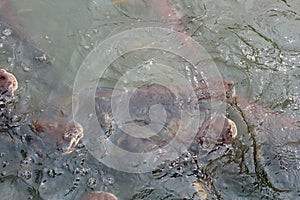 Group of Catfish in Thailand