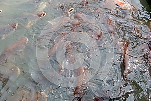 Group of Catfish in Thailand