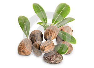 Group of Shea Nuts and leaves