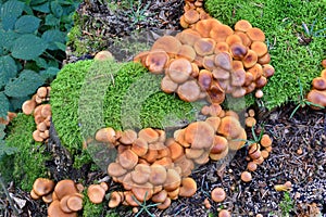 Group of Sheathed Woodtuft mushrooms from above