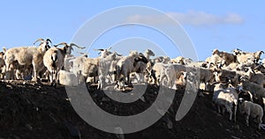 Group of sheep