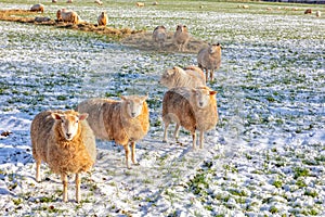 Group of sheep on the Cotswolds in winter snow  England