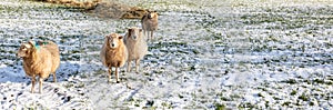 Group of sheep in the Cotswolds in winter snow , England, UK