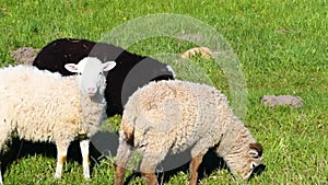 Group of sheep eating grass in a meadow