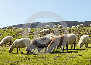 Group of sheep eating grass on meadow