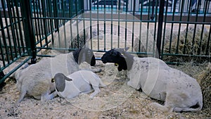 Group of sheep eating hay at animal exhibition, trade show