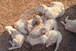 Group of sheep family and friend lay down on the ground.