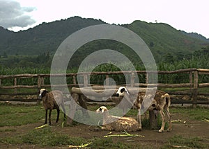 a group of sheep on farm under the hill