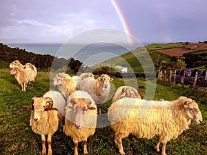 Group of sheep in a field next to the sea in front of an epic sky with a sharp rainbow, , Northern coast of Spain