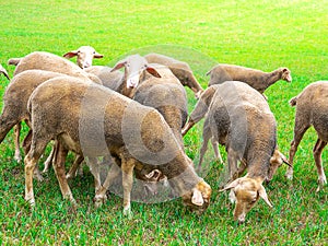 Group of sheep gnaw green grass on the pasture.