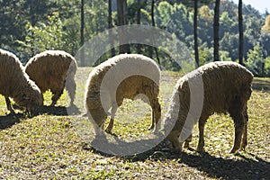 A group of sheep grazing in a field.