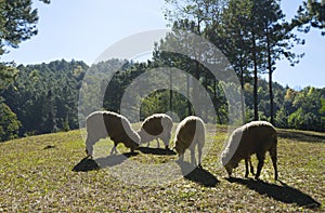 A group of sheep grazing in a field.