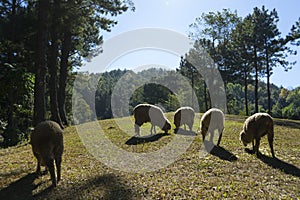 A group of sheep grazing in a field.