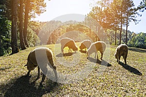 A group of sheep grazing in a field.