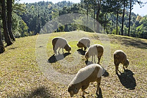 A group of sheep grazing in a field.
