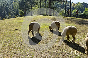 A group of sheep grazing in a field.