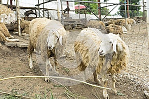 A group of sheep grazing in a field.