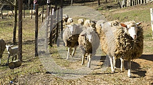 A group of sheep grazing in a field.