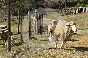 A group of sheep grazing in a field.