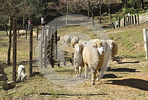 A group of sheep grazing in a field.