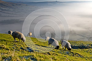Group of Sheep Grazing Grass on a Hill
