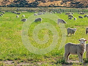 A group of sheep grazing in green meadows.