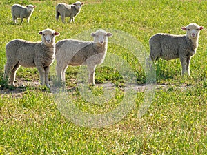 A group of sheep grazing in green meadows.