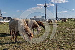 Group of Sheep grazing on riverside of Rhine River in DÃ¼sseldorf, Germany.