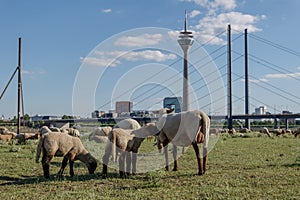 Group of Sheep grazing on riverside of Rhine River in DÃ¼sseldorf, Germany.