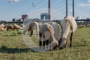 Group of Sheep grazing on riverside of Rhine River in DÃ¼sseldorf, Germany.