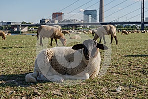 Group of Sheep grazing on riverside of Rhine River in DÃ¼sseldorf, Germany.