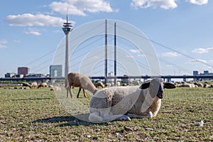 Group of Sheep grazing on riverside of Rhine River in DÃ¼sseldorf, Germany.