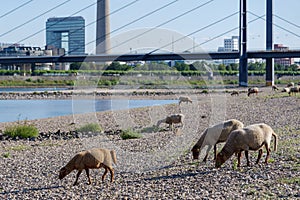 Group of Sheep grazing on riverside of Rhine River in DÃ¼sseldorf, Germany.