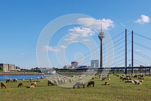 Group of Sheep grazing on riverside of Rhine River in DÃ¼sseldorf, Germany.