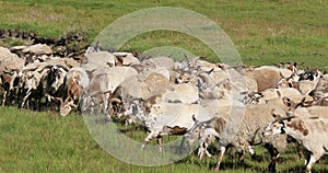 Group of sheep in high altitude mountain