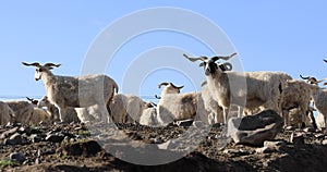 Group of sheep in high altitude mountain