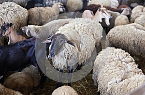 Group of sheep, lamb and goats in barn