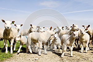 Group of sheep and lambs