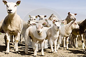 Group of sheep and lambs