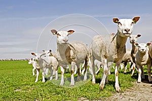 Group of sheep and lambs