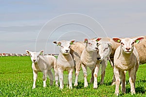 Group of sheep and lambs