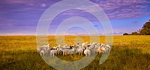 Group of sheep in a open field