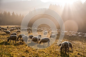 Skupina oviec na pastve v krásnom rannom svetle